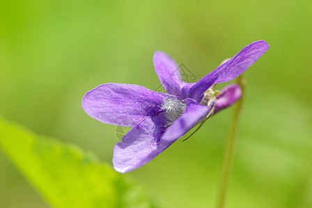 春花蓝色公园森林花瓣阴影植物花园宏观植物群毛茛图片