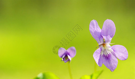 春花公园植物花瓣花园宏观植物群森林毛茛蓝色阴影图片