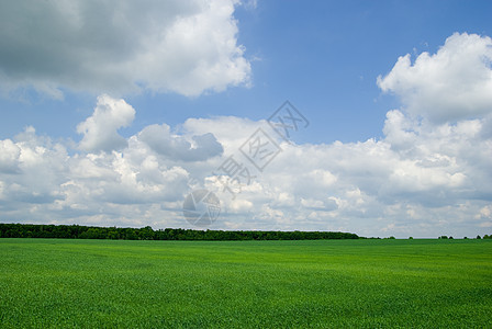 字段农场季节牧场全景阳光场地草地农业绿色远景图片