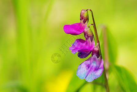 花蓝色阴影花瓣植物植物群宏观森林公园毛茛花园图片