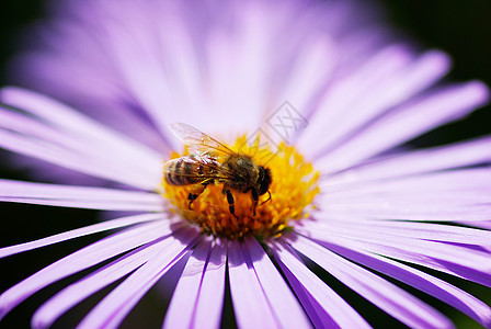 蜜蜂异国花瓣蓝色蒲包叶子情调绿色公园活力昆虫图片