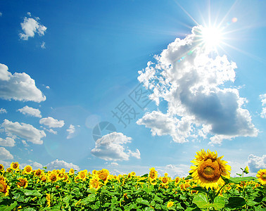 向向向外字段天空地球向日葵活力草地种植园农场黄色绿色场景图片