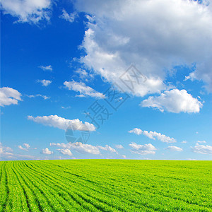 绿绿地花朵空地场地蓝色天空晴天粮食丘陵孤独生长图片