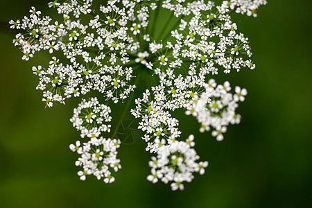 绿色背景的白花黄色宏观花瓣花园美丽植物礼物季节白色花店图片