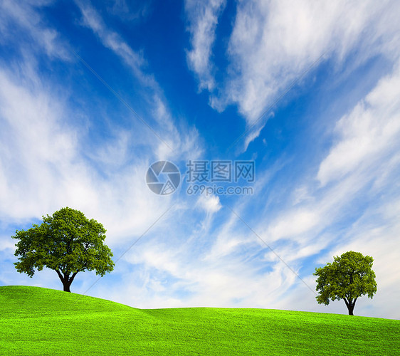 绿地上的橡树叶子地平线气候场地树干农村蓝色农业环境力量图片