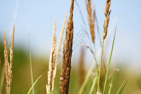 夏季草地背景花园环境活力绿色植物园艺场地生长刀刃娱乐公园图片