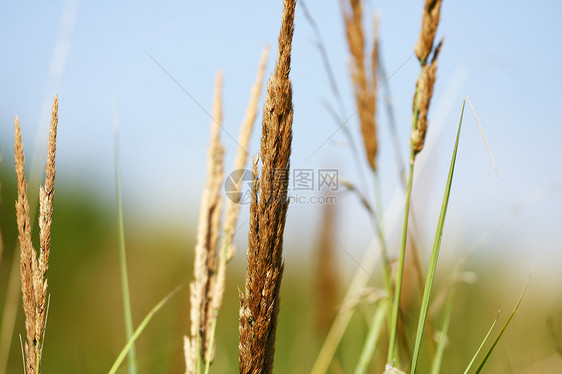 夏季草地背景花园环境活力绿色植物园艺场地生长刀刃娱乐公园图片