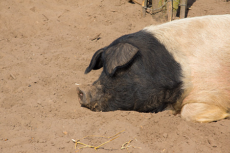 睡猪鼻子头发哺乳动物农场母猪小猪大肚腩农业动物猪肉图片