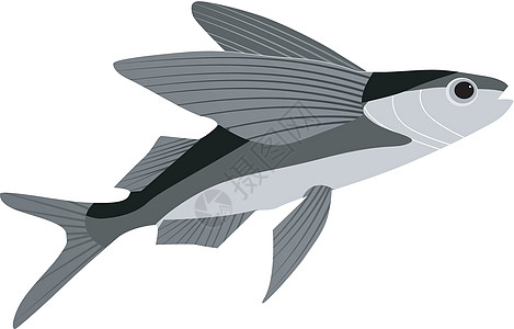 飞鱼眼睛食物飞行掠夺性漂浮艺术游泳插图绘画生活图片