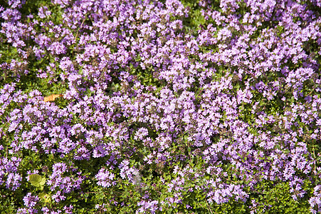 花朵植物学植物区系草地公园薰衣草植物群花园绿色花束图片