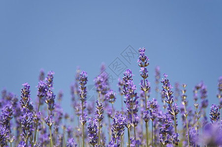 花朵橙子区系花园天空绿色公园薰衣草花束植物草地图片