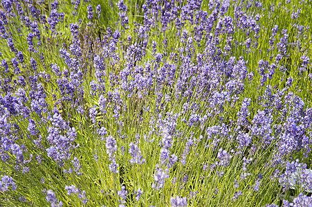 花朵公园区系植物群草地绿色薰衣草花园植物学植物花束图片