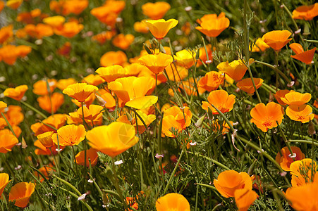 花朵黄色花园草地花束区系公园植物绿色植物群植物学图片