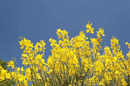 花朵花束公园花园天空黄色植物学蓝色橙子植物群区系图片