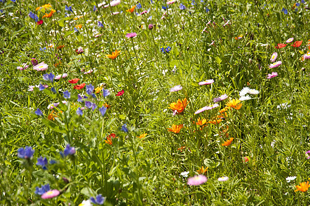 花草地植物群花朵区系植物学公园花园植物绿色花束图片