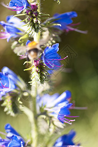鲜花蓝色绿色花粉草地花朵晴天花园植物昆虫植物群图片
