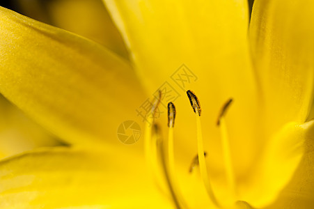 百合萱草黄色草地花朵花园蓝色晴天植物群植物图片