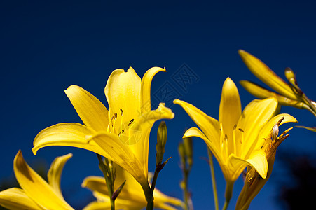 百合草地萱草植物花园植物群晴天蓝色黄色花朵图片