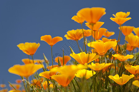 花朵橙子公园植物群黄色绿色花园草地花束区系天空图片