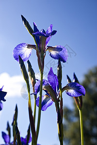 鲜花鸢尾花蓝色草地植物群植物花园花朵晴天百合图片