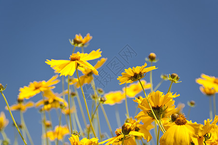 花朵公园天空橙子植物群植物花园蓝色区系绿色花束图片