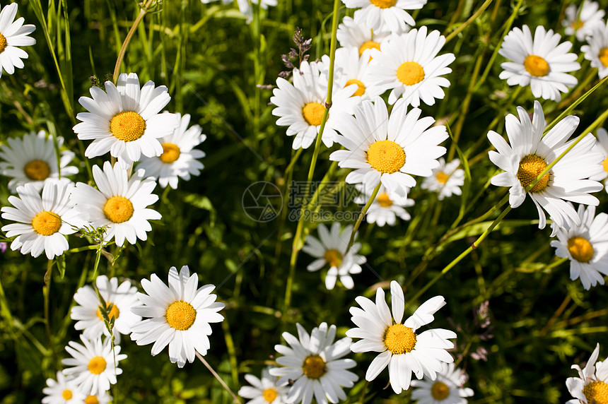 卢卡尼的粗俗花瓣花园生态树叶宏观白色白花草白日雏菊绿色图片