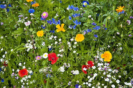 花朵公园植物区系植物群植物学花园草地绿色花束图片
