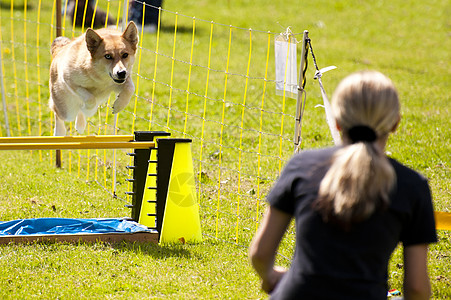 正在运行的狗狗速度跳跃学校小狗跑步动物竞赛宠物训练小动物图片