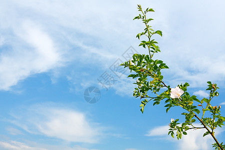 蓝天上一朵玫瑰图片