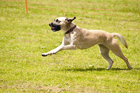 狗种族跳跃宠物运动训练障碍速度学校跑步赛狗乐趣图片