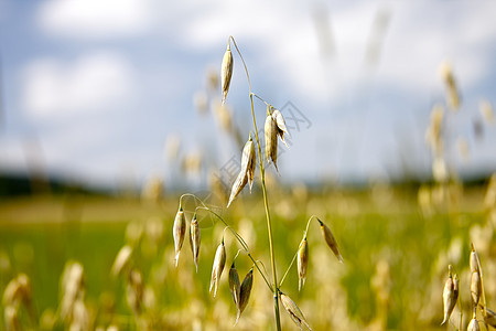 金金小麦植物农田天空黄色稻草金子种子谷物收成耳朵图片