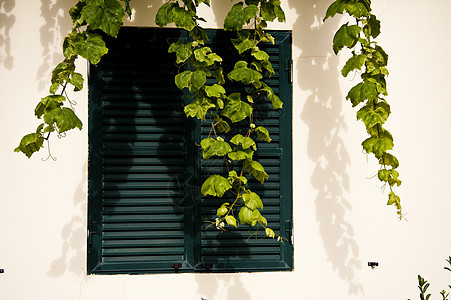 马 提拉墙壁房屋房子阳光窗户藤蔓树木建筑物小城花园图片