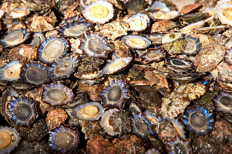 马 提拉大厅钓鱼海鲜贝壳拖网食物营养市场生蚝牡蛎图片