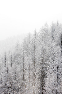 积雪中的森林树木木头季节全景蓝色场景天气降雪童话高地图片