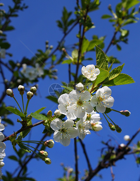 樱花树花绿色公园蓝色生长植物群天空花瓣美丽白色植物图片