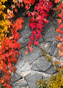秋季颜色叶子黄色植物学石头红色灰色爬行者环境季节植物图片