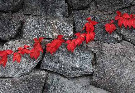 红秋秋天植物攀爬图片
