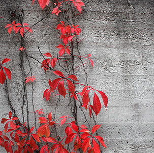 红色攀爬植物背景季节环境灰色叶子悲哀植物学花环爬行者石头图片