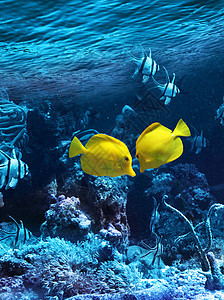 两条黄黄热带鱼水族馆潜水夫妻眼睛海洋海绵游泳活力热带野生动物图片