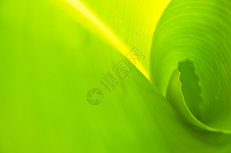 香蕉叶生态绿色香蕉植物晴天生活墙纸反射健康季节图片