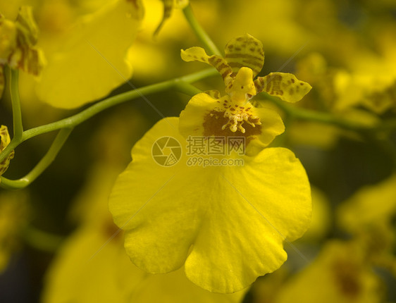 棕褐黄色兰花花 土豆图片