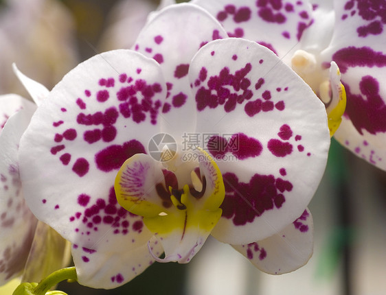 粉红白色黄兰花花朵花园黄色植物群园艺图片