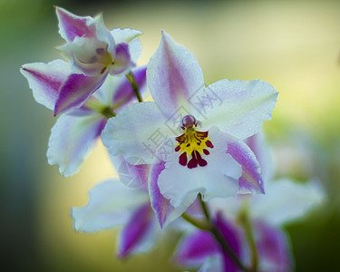 粉红白兰花花生长园艺花园白色兰花植物群背景图片