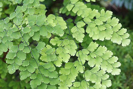 Fern 植物覆盖天然林的地表热带生态植物学雨林蕨类温室晴天绿色植物宏观森林图片