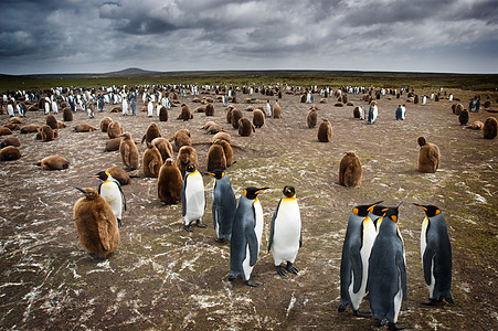企企企殖民地荒野家庭团体义工天空动物企鹅鸟类风暴野生动物图片
