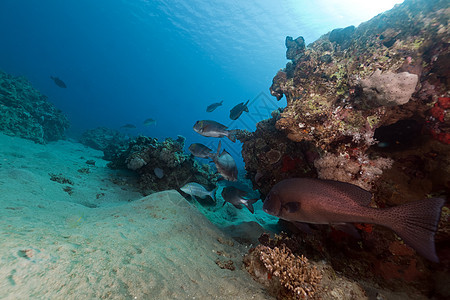 红海的鱼类和热带珊瑚礁太阳光异国海景珊瑚天堂盐水太阳蓝色植物场景图片