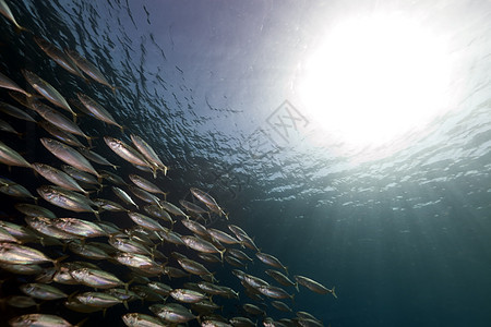 在红海被剥去的竹条纹异国海洋盐水珊瑚阳光场景鲭鱼太阳光植物图片