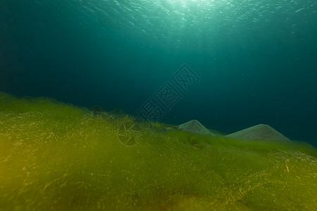 蓝海 沙底和红海的藻类热带植物太阳光生活海洋场景阳光潜水盐水太阳图片