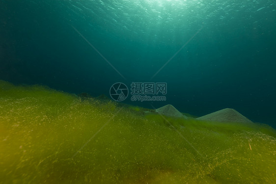 蓝海 沙底和红海的藻类热带植物太阳光生活海洋场景阳光潜水盐水太阳图片