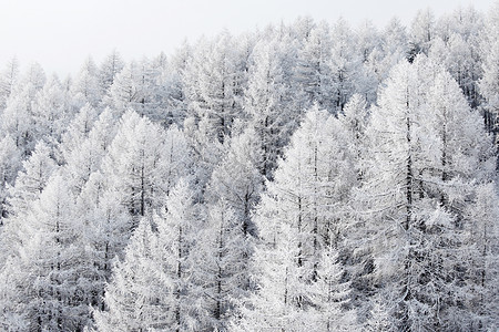 积雪中的森林太阳木头环境照明暴风雪天空童话首脑高地季节图片